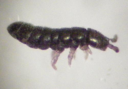 Vertagopus cinereus